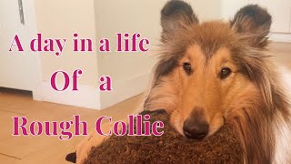 A day in a life of a Rough Collie