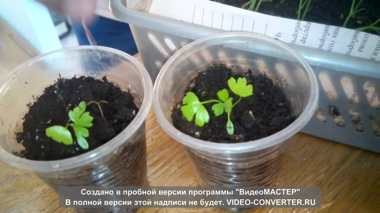 Сельдерей черешковый рассада как Сельдерей черешковый рассада как