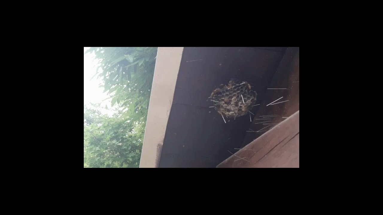 #shorts 총으로 벌집제거 쌍건 Remove honeycomb with gun