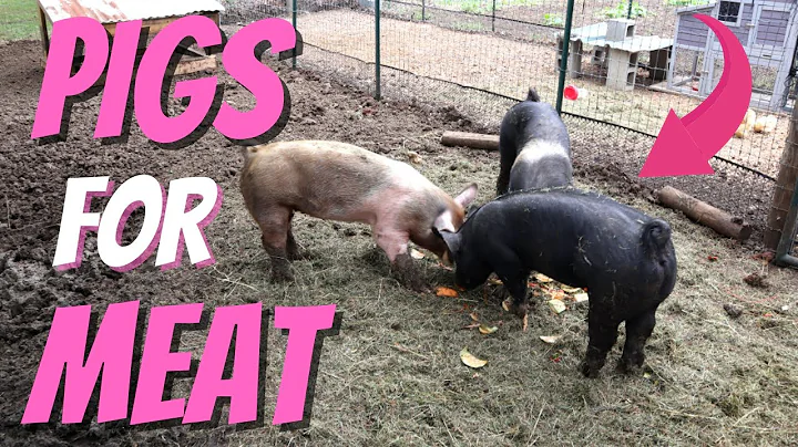Raising Feeder Pigs On A Small Homestead
