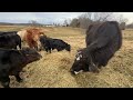 Checking on a SICK Baby! + Meet the Cutest Calf Ever! 🐄❤️