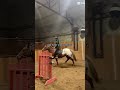 He totally didn’t bronk me off before the trot