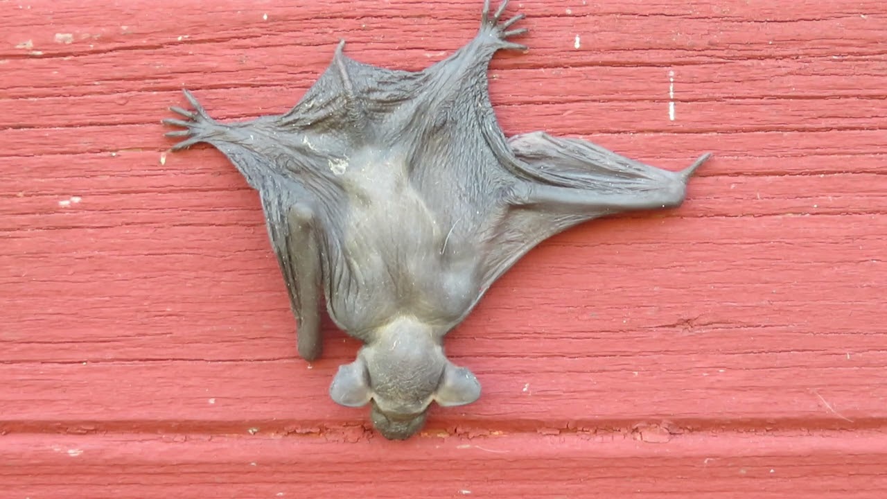 Tiny bat on the wall