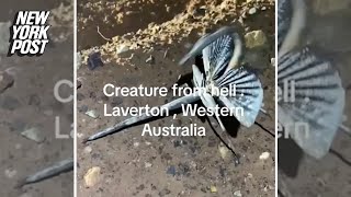 ‘Creature from hell’ finally identified: ‘Now I’m actually scared’