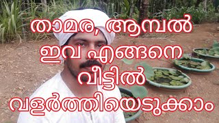 താമര, ആമ്പൽ ഇവ വീട്ടിൽ എങ്ങനെ വളർത്തിയെടുക്കാം. How to plant Lotus and Water lilly in your garden.