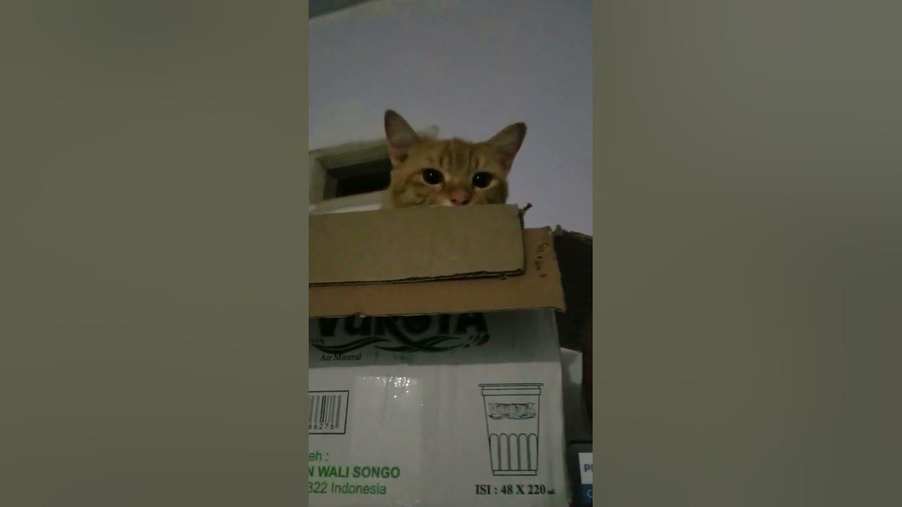 Cute Cat Beck Hiding #cat #kucing #kucing #funnycat #catlover # ...