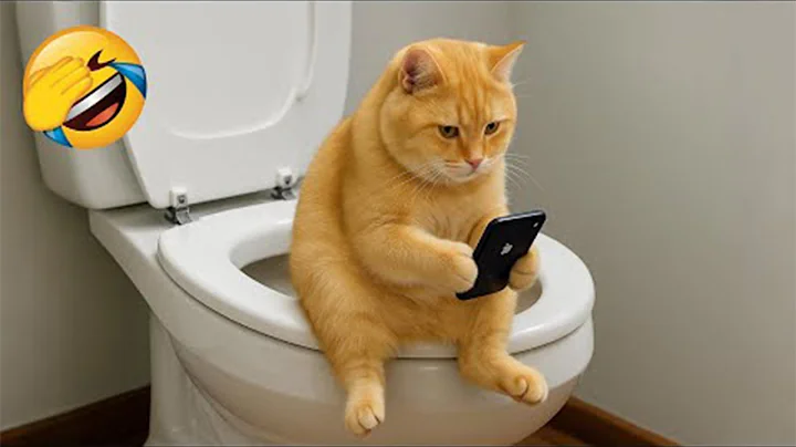 Video 11889201: best funny cats dogs, little pets funny animals, enjoy best funny cats