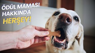 Köpeklerde  Ödül Maması Kullanımı ve Ödül Maması Seçimi (Köpeğe Hangi Ödül Maması Verilmeli?) by VOLİPET - Ali Aktas 310 views 4 months ago 11 minutes, 41 seconds