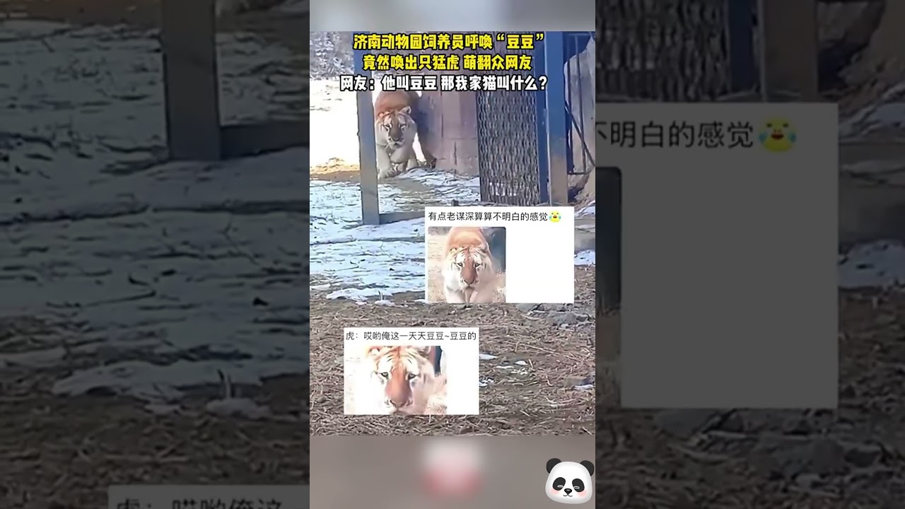 濟南動物園飼養員呼喚「豆豆」，竟然喚出一隻猛虎，萌翻眾網友。網友：牠叫豆豆，那我家貓叫什麼？