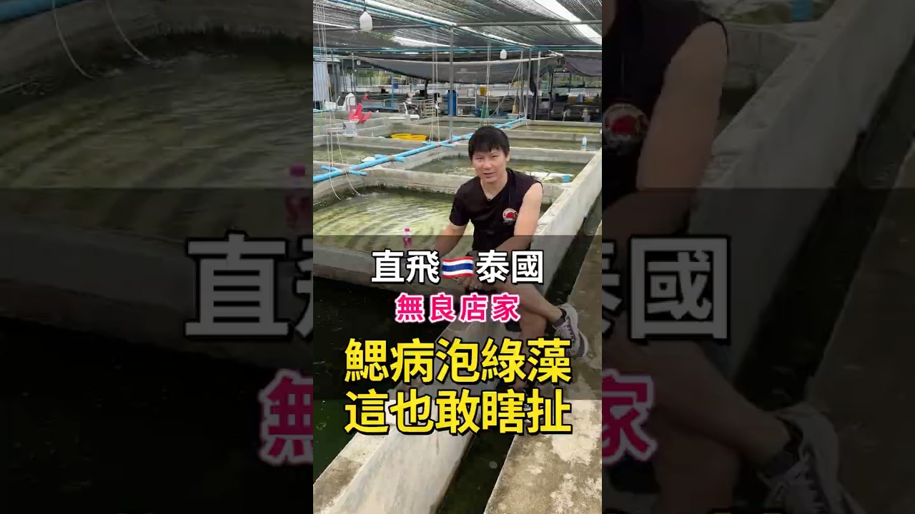 鰓病叫客人泡綠水就會好?這種荒謬鬼話你也敢信?別再被無良店家給害慘了#金魚鰓病 #直播買魚 #無良店家 #箭蟲賣家 縮圖