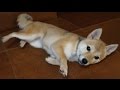 ごろーん→シャキーン(`・ω・´)