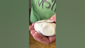 Hatched a Purple Ball Python?! #reptile #snake #egg #shorts