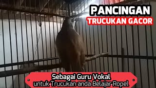 Pancingan Trucukan Gacor Sebagai Guru Vokal Untuk Trucukan anda Belajar Ropel