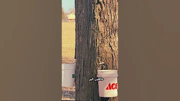 شجرة القيقب في كندا Maple Tree Nature Discoveringcanada Canada كندا الحياة في كندا 