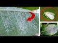 How To Get Rid Of White flies In Your Garden Naturally l Organic White Fly Control