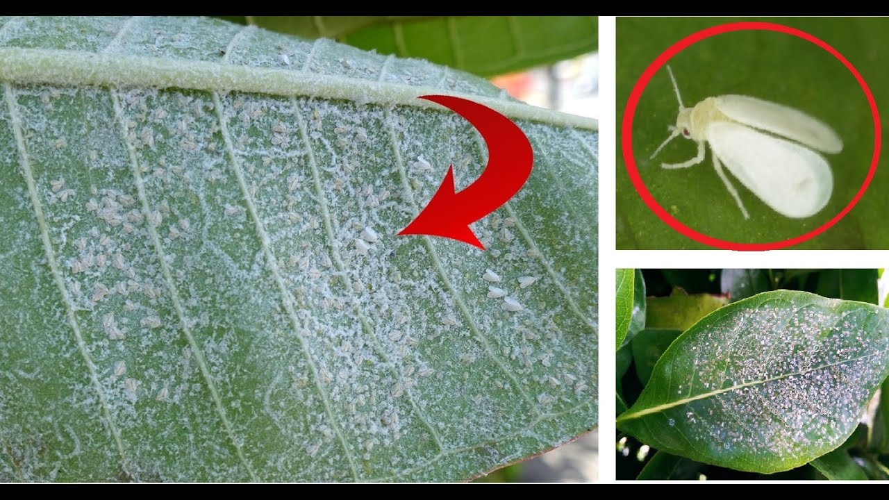 How To Get Rid Of Midge Flies In Garden : An Easy Way to Get Rid of the
