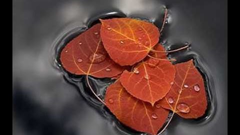 الشيخ حاتم فريد الواعر وما تيسر من ( سورة غافر )