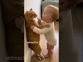 Don't Meo at me vidmack hd video player #vidmack #cat#cats #cat #catsoftiktok #catslo