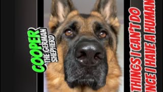 Download Lagu Things I can’t do since I have a human- by Cooper the German Shepherd MP3