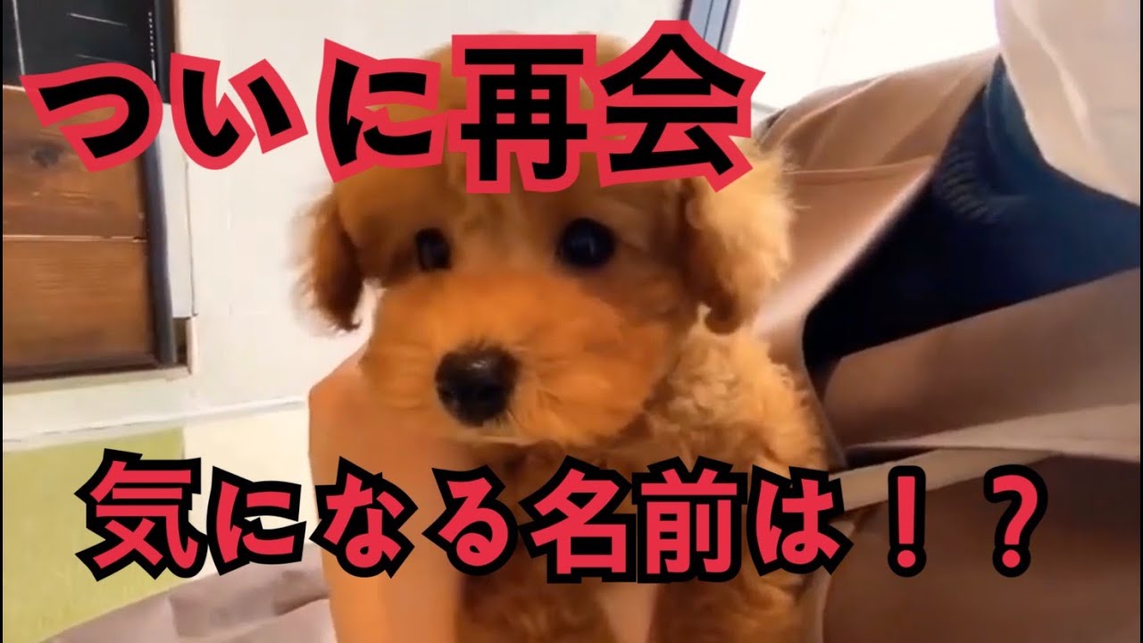トイプードル子犬！はじめまして！新しい家族を迎えに神奈川まで行ってきた！ YouTube