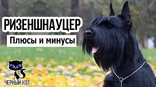 ✔ Ризеншнауцер: плюсы и минусы породы. Кому не подойдёт ризеншнауцер