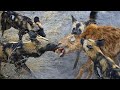 Crazy Hyena Defies Fight For Prey With Wilddog And The Ending Is Too Bitter - Hyena Mistake