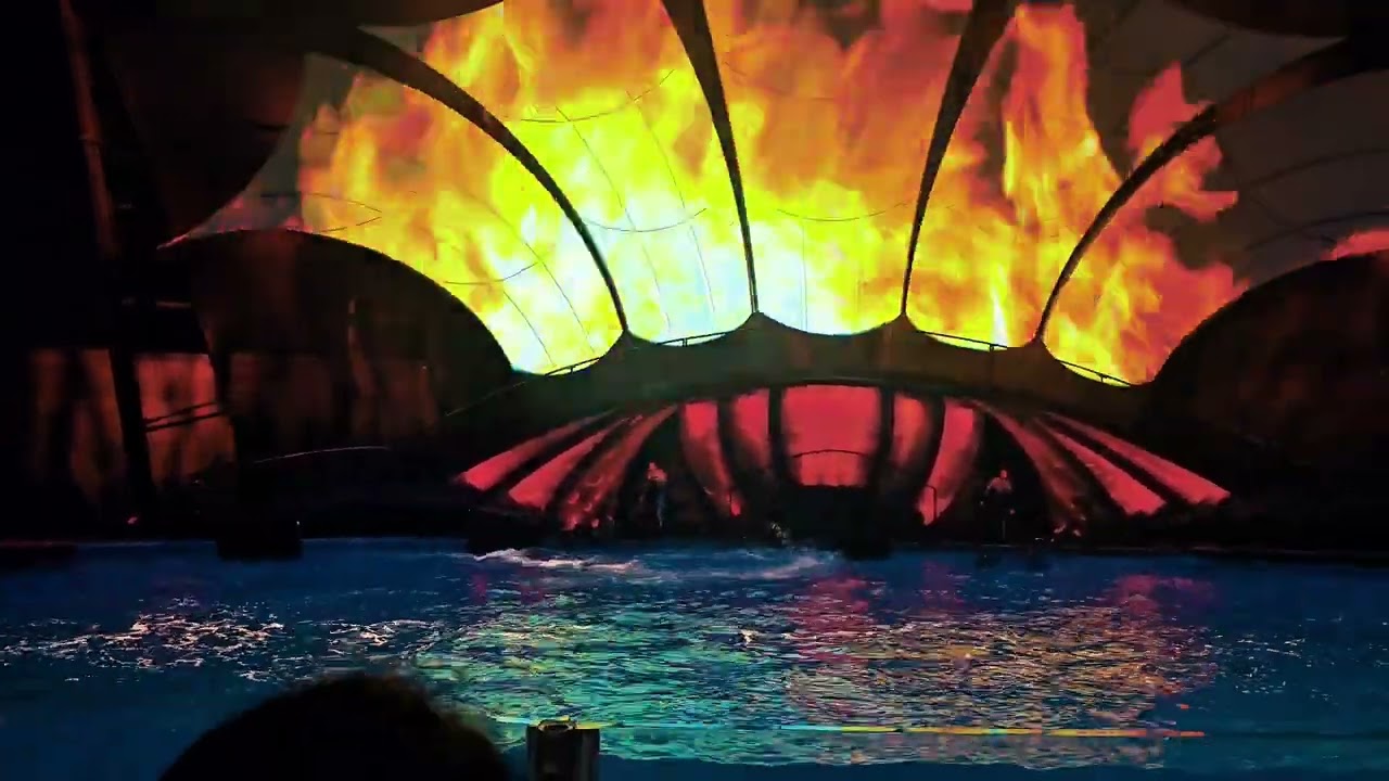 Amazing Dolphin Show at Georgia Aquarium 🐬 | Atlanta's Top Marine Experience!