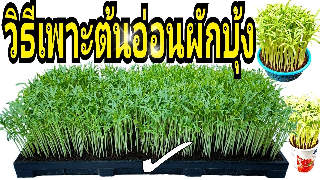 วิธีเพาะต้นอ่อนผักบุ้ง ให้ประสบผลสำเร็จ ปลูกง่าย ได้ผลผลิตดี