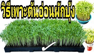 วิธีเพาะต้นอ่อนผักบุ้ง ให้ประสบผลสำเร็จ ปลูกง่าย ได้ผลผลิตดี