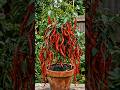 “1 Plant = 100+ Chillies 🌶️😱 How Is This Possible?#shorts