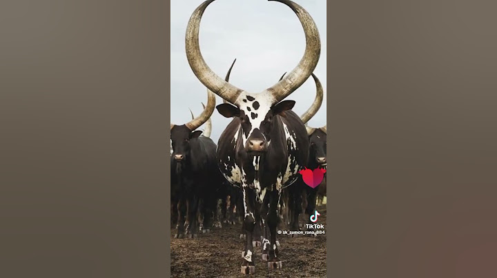 goru lover# viral shorts # shorts feed # for you# animal
