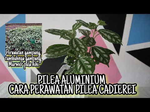 Video: Pilea Kadier (19 Foto): Perawatan Di Rumah. Bagaimana Jika Ujung Daun Mengering? Fitur Gergaji Perak Dan Varietas Lainnya