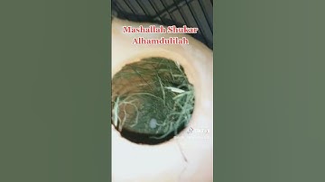 Love Birds / Silver Java / Opal Pestal Java / Eggs Leyeng /#MAB_Aviary_Karachi / Eggs Leiyeng#aviary