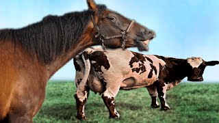 CABALLO 💖 VACA - YouTube