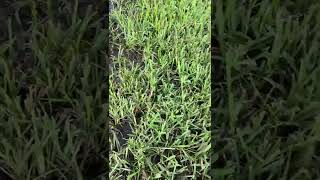 Irrigation Issue from GL Homes (04-09-2025)