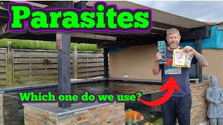 Koi Diary 160 - Obsessed with water parameters, and parasites