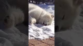 Ilk Kez Kar Gören Köpek