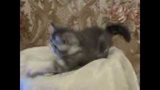 MVI_7744.avi