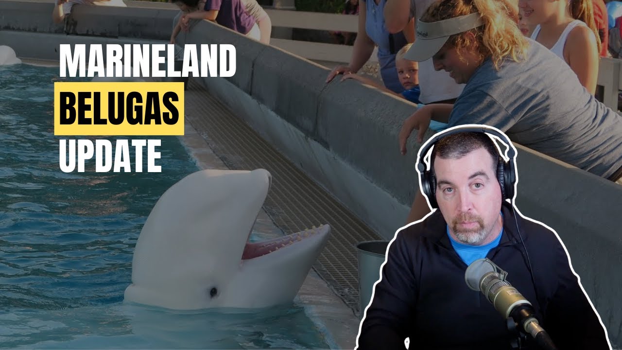 Marineland Beluga Whales: What Happens Next and Why This Decision Matters for Animal Welfare