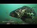 Spatial ecology of the Giant Sea Bass, Stereolepis gigas, in a southern California kelp forest
