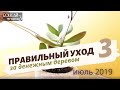 Денежное дерево | Толстянка | Крассула — уход в домашних условиях. Часть 3 | Июль 2019