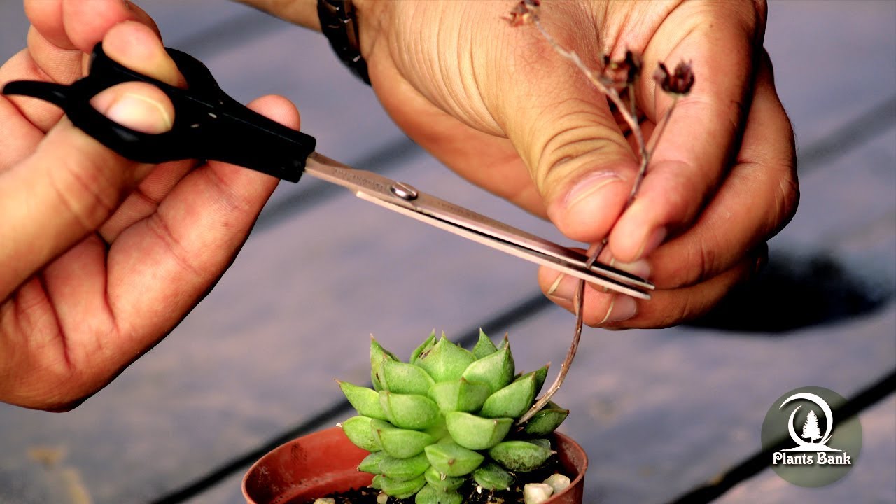 How Succulents from Seeds