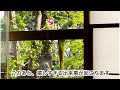 窓に張り付いていたインコがとった驚きの行動の一部始終。