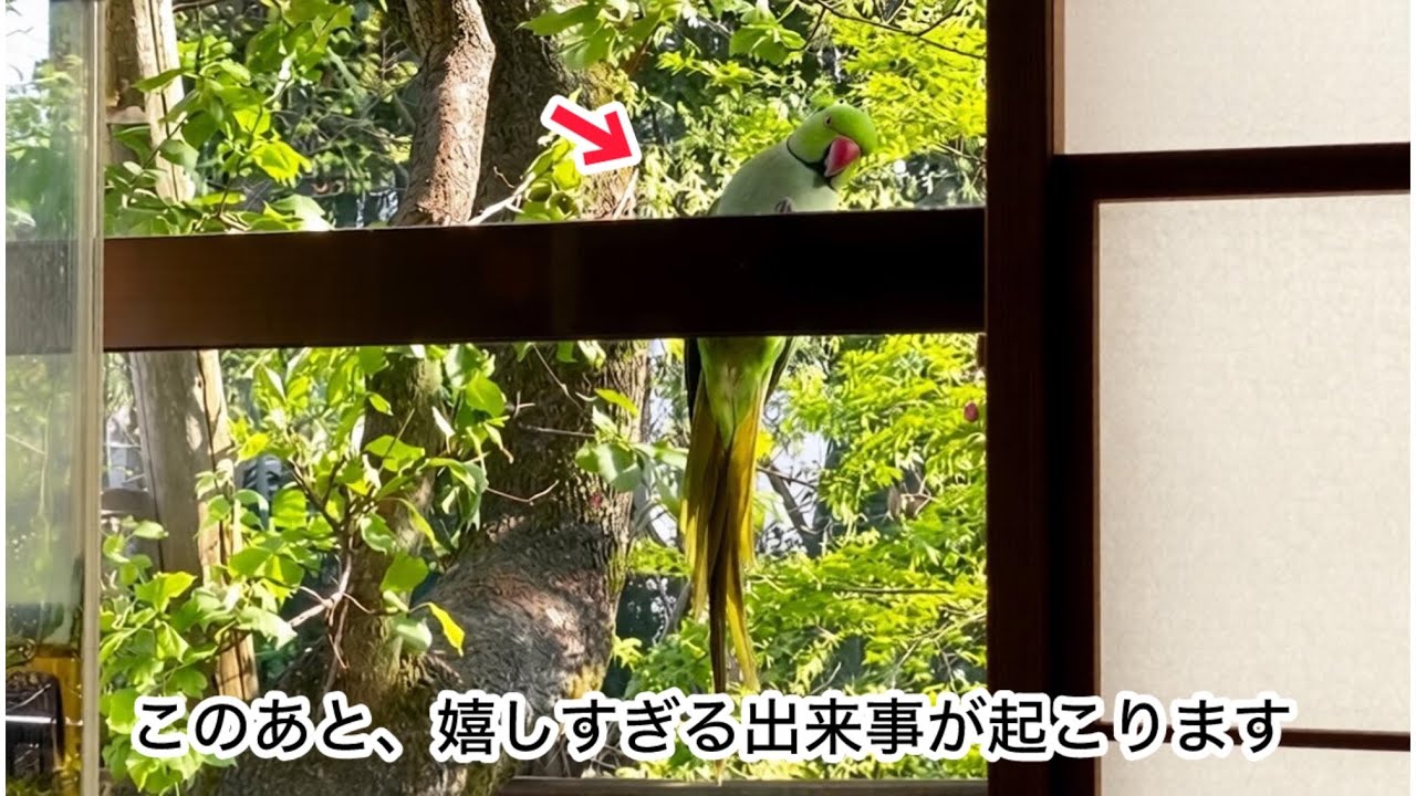 窓に張り付いていたインコがとった驚きの行動の一部始終。