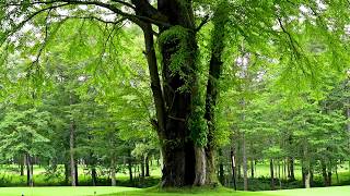 Elite Japan Katsura Tree