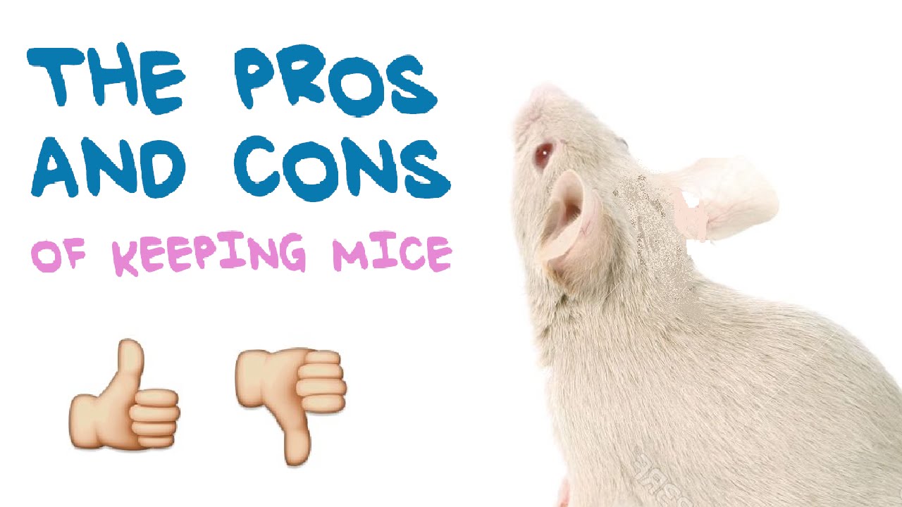 mouse as a pet pros and cons