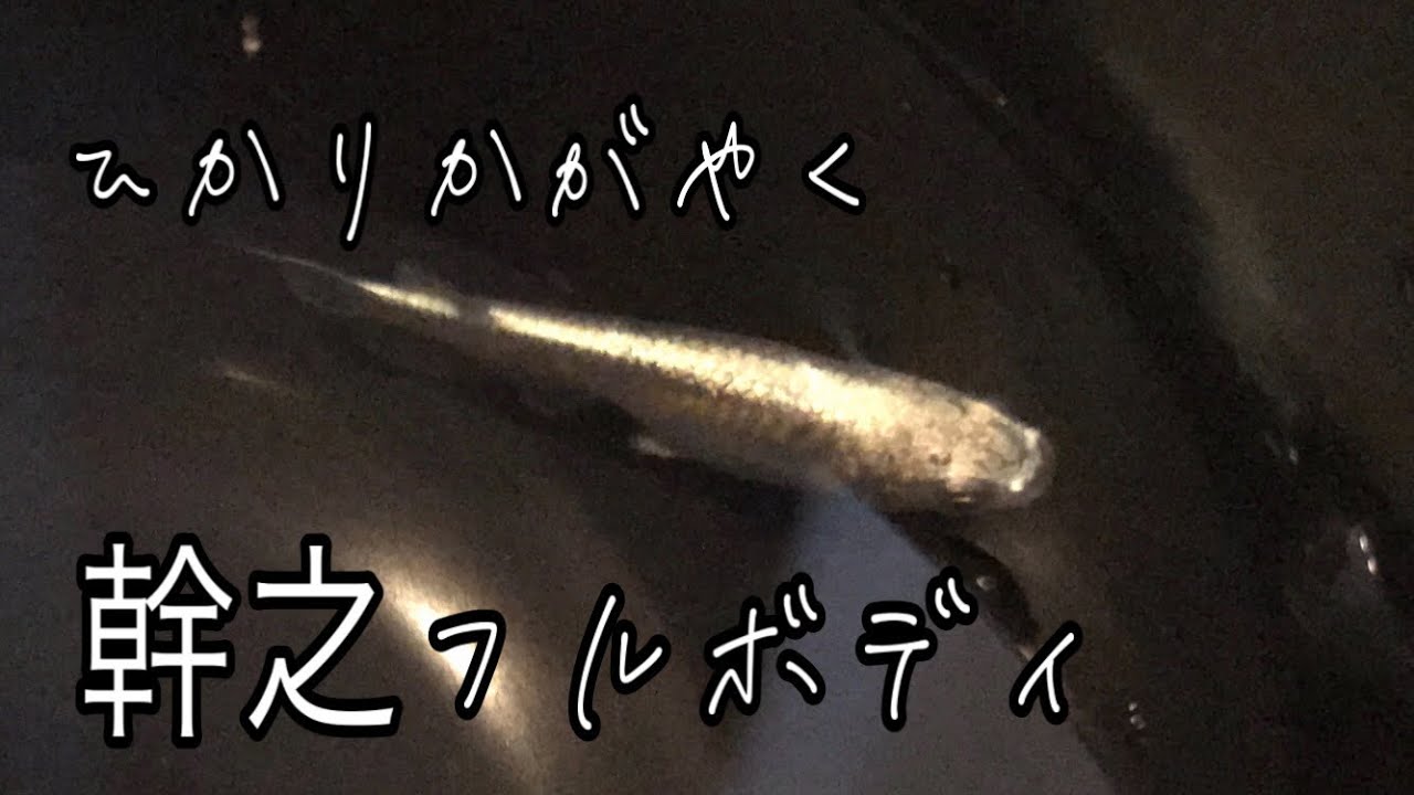 幹之 みゆき メダカ フルボディ鉄仮面 美らの輝き 光沢のすばらしさを感じる Killfish Youtube 幹之 みゆき メダカ フルボディ鉄仮面 美らの輝き 光沢のすばらしさを感じる Killfish Youtube
