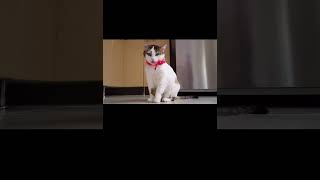 Baby cats-cute and funny cats video compilations 60| Aww animals