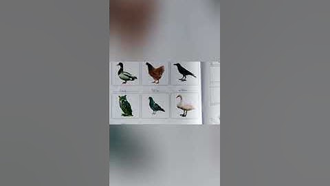 Std-2 English Primer (part-2) 5. Birds (fun time)