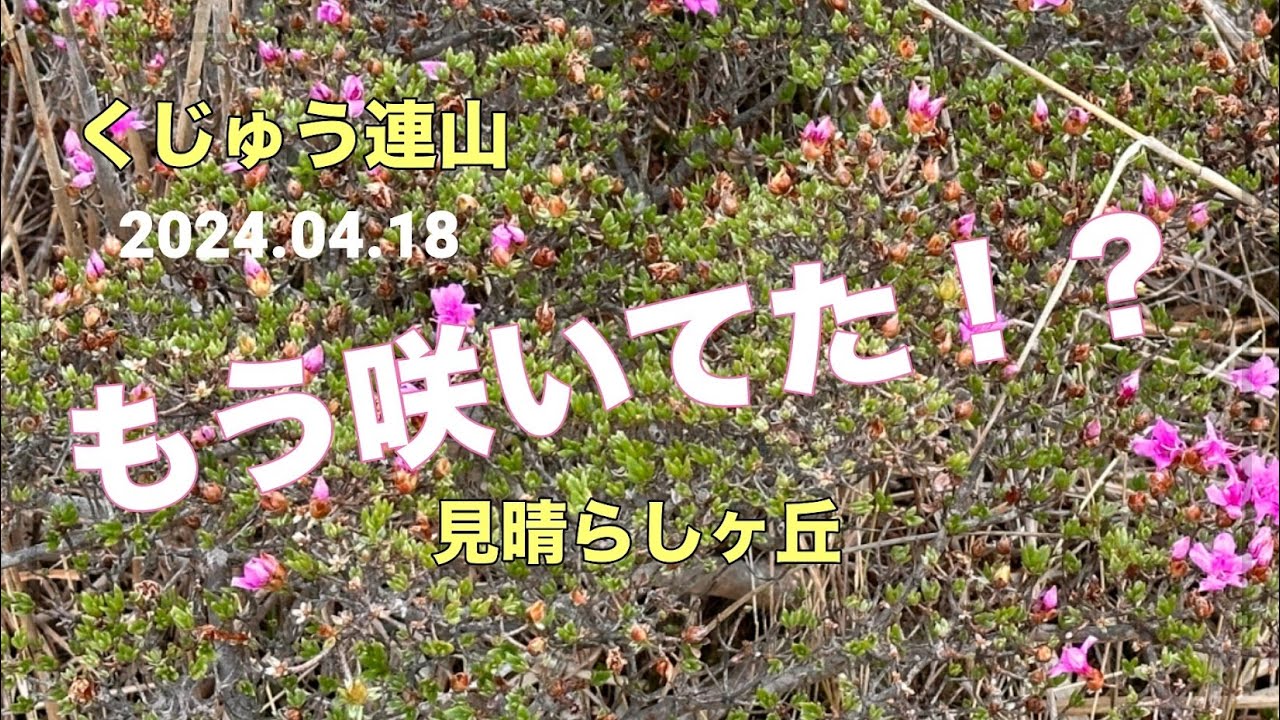 Kuju Mountains] Already in bloom! Miyamakirishima No.128 - YouTube